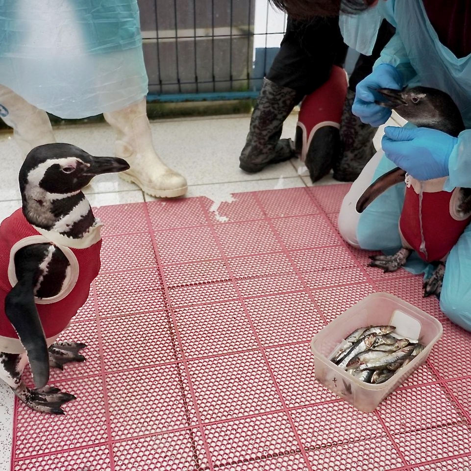 5.a_pinguine-mit-jacke_quad